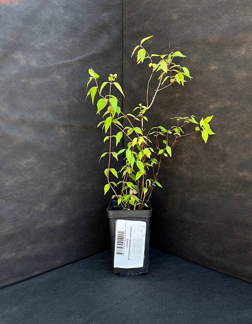 Чубушник Бялый Карзел 1 шт Р9